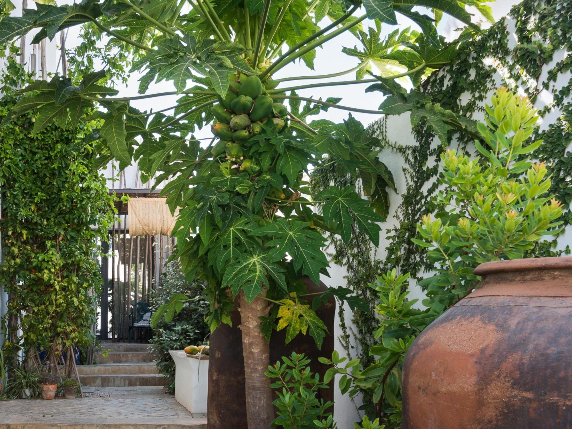 Altanure Almatere - Food Forest Boutique Stay Tavira Ngoại thất bức ảnh